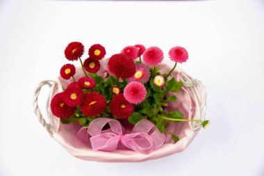 Pembe sepetteki kırmızı papatyalar, çiçekli çiçekler, bahar çiçekleri, daimi papatyalar Tasso kırmızısı.