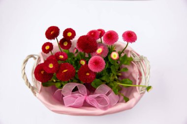 Pembe sepetteki kırmızı papatyalar, çiçekli çiçekler, bahar çiçekleri, daimi papatyalar Tasso kırmızısı.