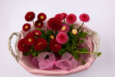 Pembe sepetteki kırmızı papatyalar, çiçekli çiçekler, bahar çiçekleri, daimi papatyalar Tasso kırmızısı.