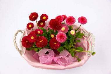 Pembe sepetteki kırmızı papatyalar, çiçekli çiçekler, bahar çiçekleri, daimi papatyalar Tasso kırmızısı.