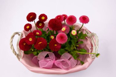 Pembe sepetteki kırmızı papatyalar, çiçekli çiçekler, bahar çiçekleri, daimi papatyalar Tasso kırmızısı.