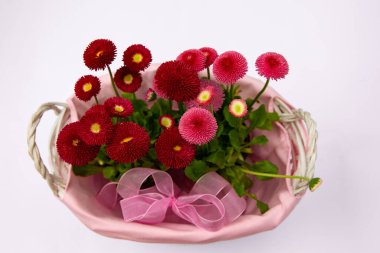 Pembe sepetteki kırmızı papatyalar, çiçekli çiçekler, bahar çiçekleri, daimi papatyalar Tasso kırmızısı.