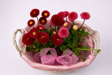 Pembe sepetteki kırmızı papatyalar, çiçekli çiçekler, bahar çiçekleri, daimi papatyalar Tasso kırmızısı.