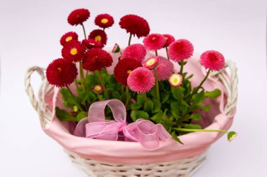 Pembe sepetteki kırmızı papatyalar, çiçekli çiçekler, bahar çiçekleri, daimi papatyalar Tasso kırmızısı.