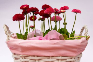 Pembe sepetteki kırmızı papatyalar, çiçekli çiçekler, bahar çiçekleri, daimi papatyalar Tasso kırmızısı.