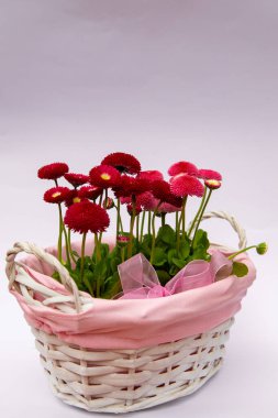 Pembe sepetteki kırmızı papatyalar, çiçekli çiçekler, bahar çiçekleri, daimi papatyalar Tasso kırmızısı.