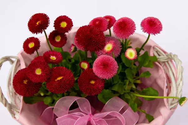 Pembe sepetteki kırmızı papatyalar, çiçekli çiçekler, bahar çiçekleri, daimi papatyalar Tasso kırmızısı.