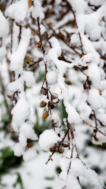 Ormanda taze kar olan bir dalın Macro fotoğrafı. Kış mevsimi, Noel arka planı, soğuk hava konsepti.