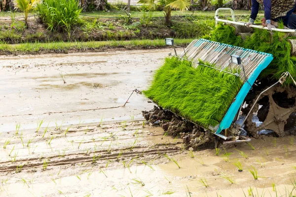 Los Últimos Avances Máquinas Plantación Arroz Tecnología Agrícola Empoderando Los — Foto de Stock