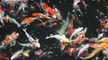 Renkli bir gölde yüzen zarif sazan balığının dingin güzelliğine tanık olun. Kendinizi büyüleyici bir videoya daldırın, canlı bir hareket ve sakin bir ahenk sergileyin.. 