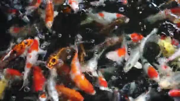 Testemunhe Beleza Serena Peixes Carpa Graciosos Nadando Uma Lagoa Colorida — Vídeo de Stock