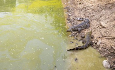 Doğanın cazibesini, doğal ortamlarında timsahların büyüleyici görüntüleriyle deneyimleyin. Vahşi yaşamın vahşi cazibesini keşfedin