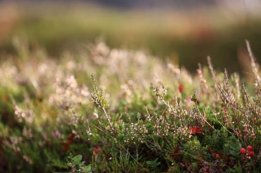 Closeup of northern moss