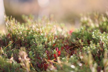 Closeup of northern moss