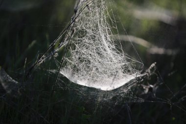 Bitki hastalığını tedavi et. Bitkilerinizi zayıflatıcı hastalıklardan koruyun. Beyazlıktan, parazitlerden ve örümcek ağlarından etkilenen bir bitki.