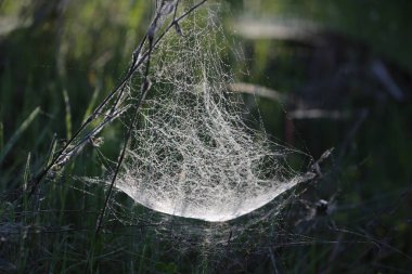 Bitki hastalığını tedavi et. Bitkilerinizi zayıflatıcı hastalıklardan koruyun. Beyazlıktan, parazitlerden ve örümcek ağlarından etkilenen bir bitki.