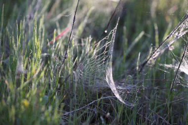 Bitki hastalığını tedavi et. Bitkilerinizi zayıflatıcı hastalıklardan koruyun. Beyazlıktan, parazitlerden ve örümcek ağlarından etkilenen bir bitki.