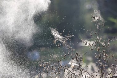 Bitki hastalığını tedavi et. Bitkilerinizi zayıflatıcı hastalıklardan koruyun. Beyazlıktan, parazitlerden ve örümcek ağlarından etkilenen bir bitki.