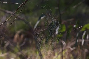 Ormandaki çiy damlalarıyla örümcek ağı