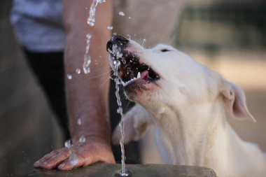 Köpek, parktaki çeşmeden su içer.