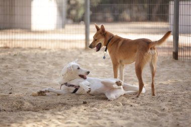 Köpekler köpek parkında oynar.