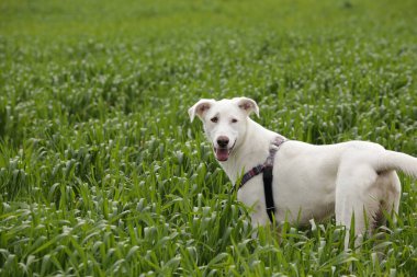 Beyaz Kenan köpeği emirleri dikkatle dinler. Köpek eğitimi