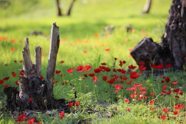 Kuzey İsrail 'de Megido yakınlarındaki ormanda renkli şakayıklar.