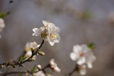 Kuzey İsrail 'de çiçek açan badem bahçesi