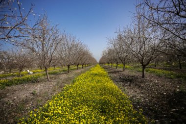 Kuzey İsrail 'de çiçek açan badem bahçesi