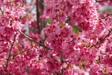 Pembe sakura 'yı kapatın, Mart sonundan Apri' nin başına kadar çiçek açıyor, Hamamatsu Japonya 'dan alındı..