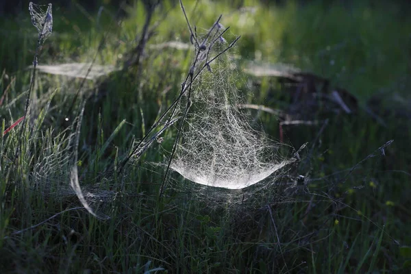 Bitki Hastalığını Tedavi Bitkilerinizi Zayıflatıcı Hastalıklardan Koruyun Beyazlıktan Parazitlerden Örümcek — Stok fotoğraf