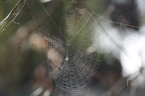 Ormandaki Çiy Damlalarıyla Örümcek Ağı — Stok fotoğraf