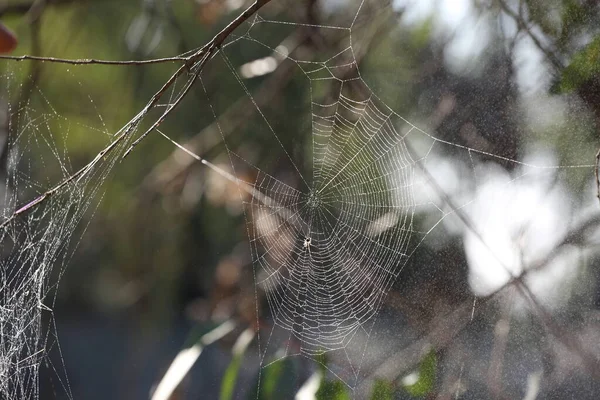 Ormandaki Çiy Damlalarıyla Örümcek Ağı — Stok fotoğraf