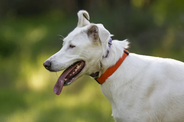 Cão Canaã Branco Ouve Com Atenção Comandos Treinamento Cães — Fotografia de Stock