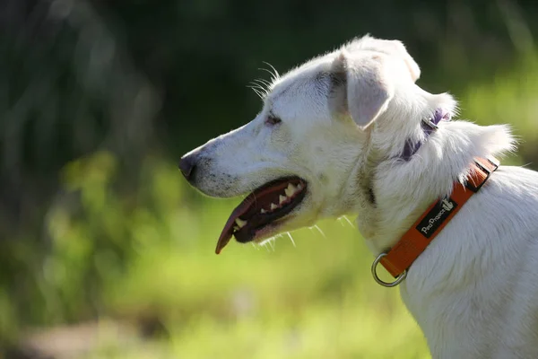 Perro Canaán Blanco Escucha Atentamente Las Órdenes Entrenamiento Perros — Foto de Stock