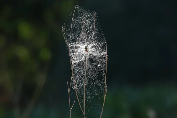Bitki Hastalığını Tedavi Bitkilerinizi Zayıflatıcı Hastalıklardan Koruyun Beyazlıktan Parazitlerden Örümcek — Stok fotoğraf