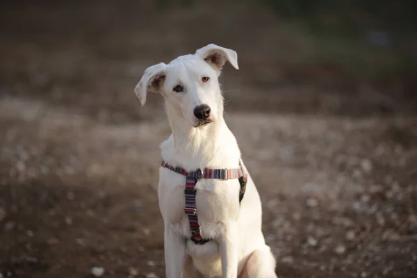 白カナンの犬は注意深く命令に耳を傾ける 犬の訓練 — ストック写真