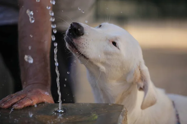 Cão Bebe Água Uma Fonte Bebida Parque — Fotografia de Stock