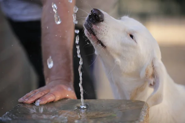Dog Drinks Water Drinking Fountain Park — Stock Photo, Image