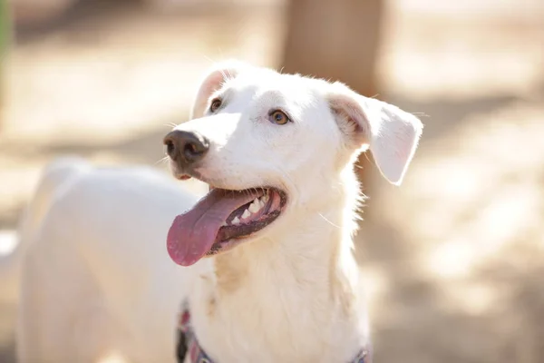 ハーネスの白いカナン犬 — ストック写真