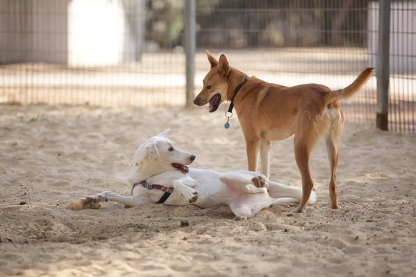 Köpekler köpek parkında oynar.