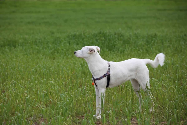 Perro Canaán Blanco Escucha Atentamente Las Órdenes Entrenamiento Perros — Foto de Stock