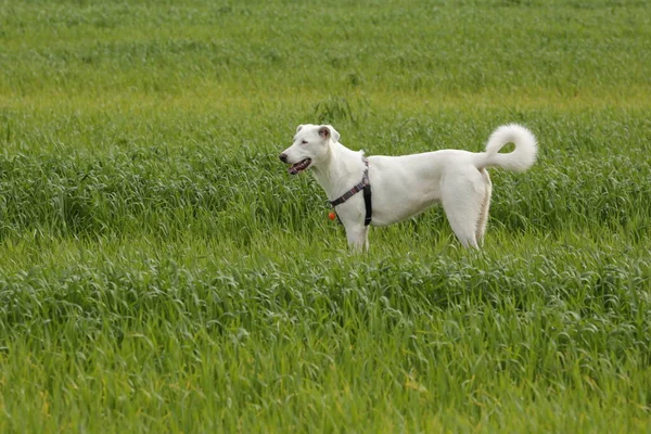 Cane Bianco Canaan Ascolta Attentamente Comandi Formazione Cani — Foto Stock