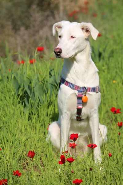 白カナンの犬は注意深く命令に耳を傾ける 犬の訓練 — ストック写真