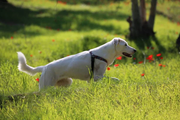 Cão Canaã Branco Ouve Com Atenção Comandos Treinamento Cães — Fotografia de Stock