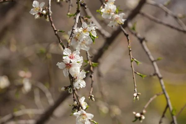 Blooming Almond Orchard Northern Israel — Stock Photo, Image