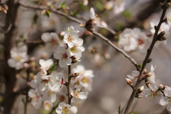 Blooming Almond Orchard Northern Israel — Stock Photo, Image