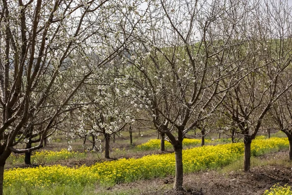 stock image Blooming almond orchard in northern Israel