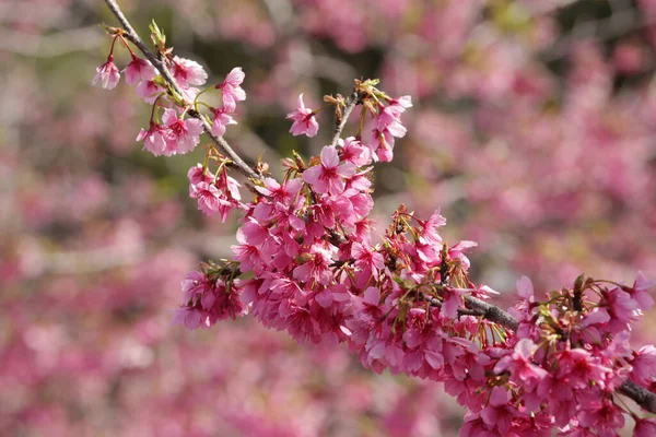 Close Pink Sakura Blooming Late March Early Apri Taken Hamamatsu — Stock Photo, Image