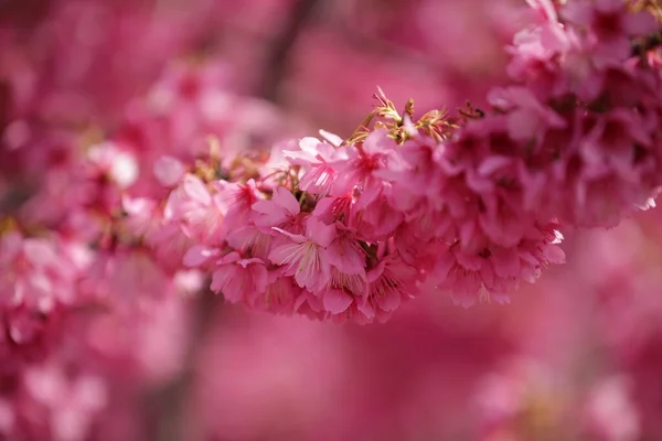 Close Pink Sakura Blooming Late March Early Apri Taken Hamamatsu — Stock Photo, Image